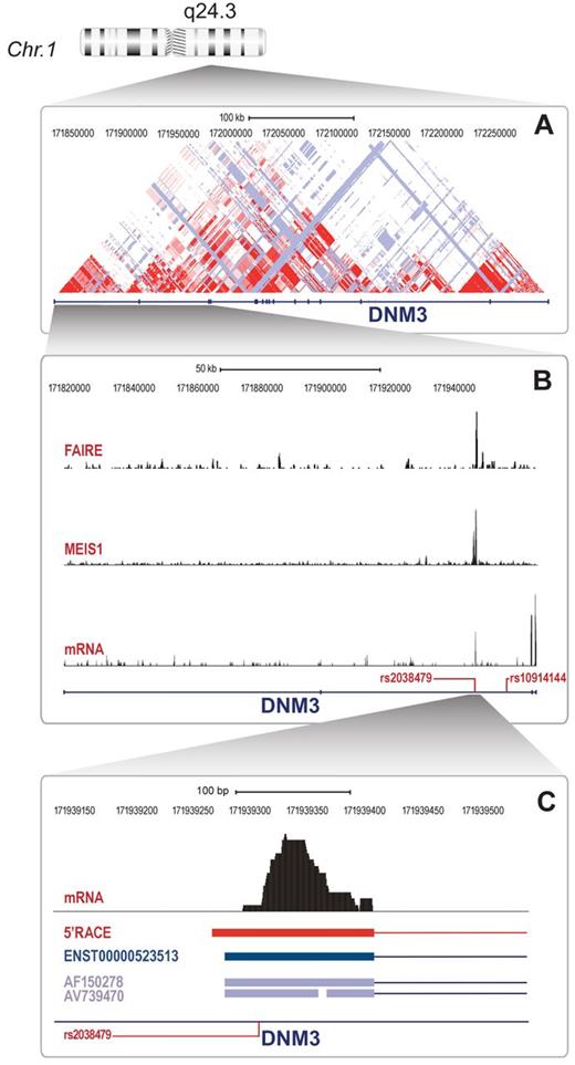 Figure 3. The DNM3 locus harbors a regulatory element and an alternative exon in annotated intron 2. (A) DNM3 gene locus showing CEU LOD plot (HapMap release 22). (B) Close-up of gene region, including exons 1-4 with regional plots from FAIRE-seq, MEIS1 ChIP-seq, and RNA-seq data. Also depicted are key SNPs rs10914144 and rs2038479. (C) Further close-up of the region of the MEIS1 peak in intron 2 showing RNA-seq peak, sequence location of the longest 5′RACE clone, alternative transcript ENST00000523513, and 2 EST clones as well as position of variant rs2038479.