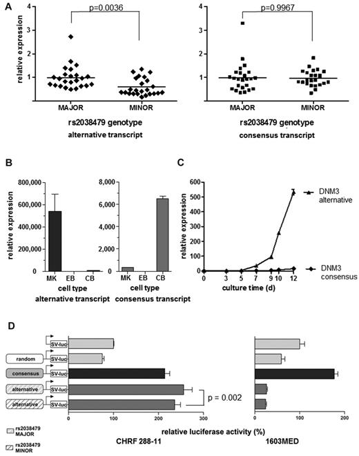 Figure 4. Identification of functional SNP rs2038479 in a novel, lineage-specific promoter. (A) Relative DNM3 transcript levels in PLTs from persons homozygous for the major or minor allele of variant rs2038479. Quantitative real-time RT-PCR results with a probe specific for the novel exon 2B-exon 3 boundary (left) versus the annotated exon 2-exon 3 boundary (right) (n = 24/23, unpaired t test, including Welch correction for unequal variances). (B) Relative transcript abundance of tissues as measured by quantitative PCR. MK indicates MK; EB, erythroblast; and CB, cerebellum. n = 3. Error bars represent SD, relative to EB = 1. (C) Quantitative PCR comparison of 2 major DNM3 transcripts during MK maturation (n = 3). Error bars represent SD, relative to annotated transcript day 0 = 1. (D) In vitro dual Luciferase reporter assay of promoter activity of the region 5′ of alternative exon 2B, including variant rs2038479 compared with the consensus promoter 5′ of exon 1. Left: Megakaryocytic CHRF cells. Right: Medulloblastoma cells 1603MED, relative to empty firefly vector = 100%. Error bars represent SD. The significance of the effect of the variant at the alternative promoter (P = .002) was determined using a linear mixed model based on 3 independent experiments with 3 replicates per experiment.