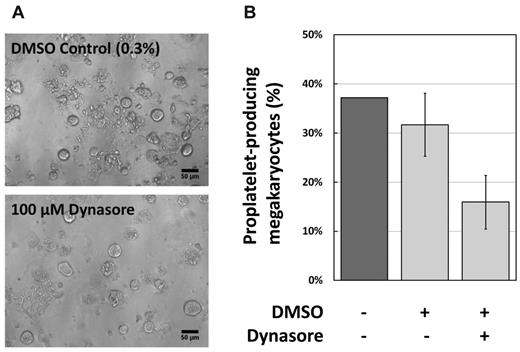 Figure 5. Inhibition of dynamin in MK cultures. (A) Representative phase-contrast photomicrographs from the 2 treatments shown. DMSO was used at 0.3% final, DynaSore at 100μM final (taken with a 20× objective). Bar represents 50 μm. (B) The proportion of murine MK developing pro-PLTs after 4 days culture of fetal liver cells, quantified as stated in “Methods.”