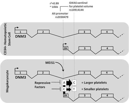 Figure 6. From a PLT volume, GWAS variant at rs10914144 in the DNM3 locus to the discovery of the functional variant rs2038479 at a MEIS1/RUNX1 binding site. A schema depicting the transcription of the DNM3 gene at 1q24.3 in CD34+ hematopoietic stem cells (top panel) and in MKs (bottom panel), respectively. A GWAS identified variant rs10914144 in intron 2 as being associated with differences in MPV. The MPV of persons homozygous for the major (C) allele of the variant is higher compared with the values observed in persons who are homozygous for the minor (T) allele. Functional annotation of the genome of megakaryocytic cells identified binding sites for the transcription factor MEIS1 in intron 2 at a position of an alternative transcription start site, which is uniquely used in MKs. The same element harbors SNP rs2038479, which is in high linkage disequilibrium with the GWAS sentinel rs10914144. DNM3 transcript levels (represented by the sizes of arrows at the consensus and alternative promoters) in PLTs from persons homozygous major (T) for rs2038479 were significantly lower than in PLTs from homozygous minor ones (C).