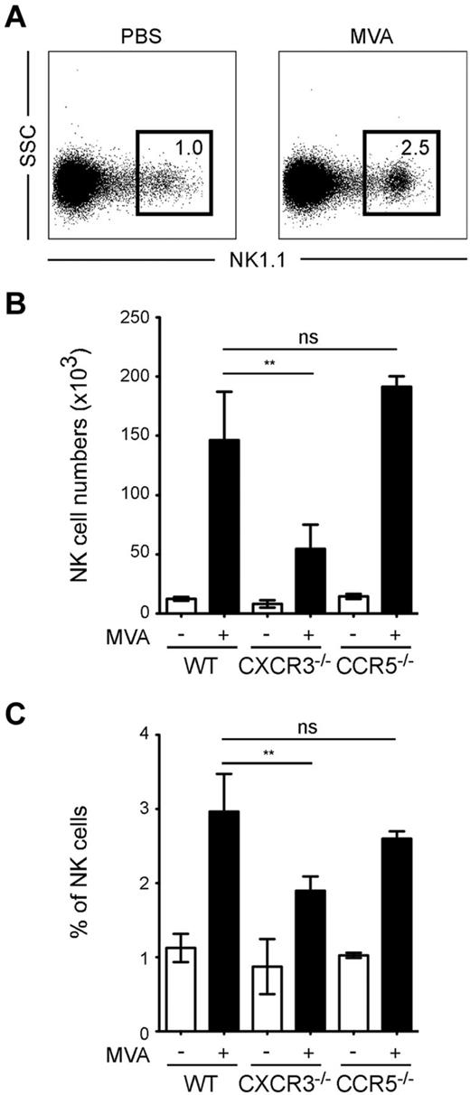 Figure 1. Local administration of MVA induces NK cell recruitment in the draining lymph node. WT (C57BL/6), CXCR3−/− or CCR5−/− mice were injected in the footpad with 5 × 106 pfu of MVA or with PBS. After 16 hours, cells from the draining popliteal lymph node were analyzed by flow cytometry. (A) NK cell accumulation after MVA injection. Profiles are gated on CD3− cells. Numbers correspond to percentage of cells falling in the indicated gate. (B) The absolute numbers of NK cells in the draining lymph node is graphed for WT, CXCR3−/−, or CCR5−/− mice. (C) The percentage of NK cells (NK1.1+CD3−) is graphed for WT, CXCR3−/−, or CCR5−/− mice. Data are representative of 3 independent experiments (**P < .01).
