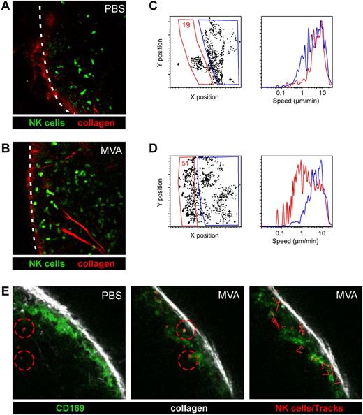 Figure 3. MVA induces NK cell accumulation in the subcapsular area of the lymph node. NCR1GFP/+ mice were injected in the footpad with 5 × 106 pfu of MVA or with PBS. After 16 hours, intact popliteal lymph nodes were subjected to two-photon imaging. (A-B) Representative images from PBS (A) or MVA (B) treated mice. NK cells are shown in green and collagen (2nd harmonic generation) in red. The outline of the lymph node is shown by a dashed line. (C-D) DISC profiles showing the localization of NK cells in PBS (C) or MVA-treated (D) mice and their speed after gating on the indicated area. (E) NCR1GFP/+ mice were injected in the footpad with 5 × 106 pfu of MVA or with PBS. At 16 hours, FITC-labeled Fab fragments from an anti-CD169 mAb were injected in the footpad for in vivo labeling of CD169+ SCS macrophages and 1 hour later popliteal lymph nodes were subjected to two-photon imaging. Representative images from PBS and MVA-treated mice (left and middle). NK cells are shown in red, CD169+ cells in green and collagen in white. Tracks of NK cells in MVA treated mice are shown in red (right).