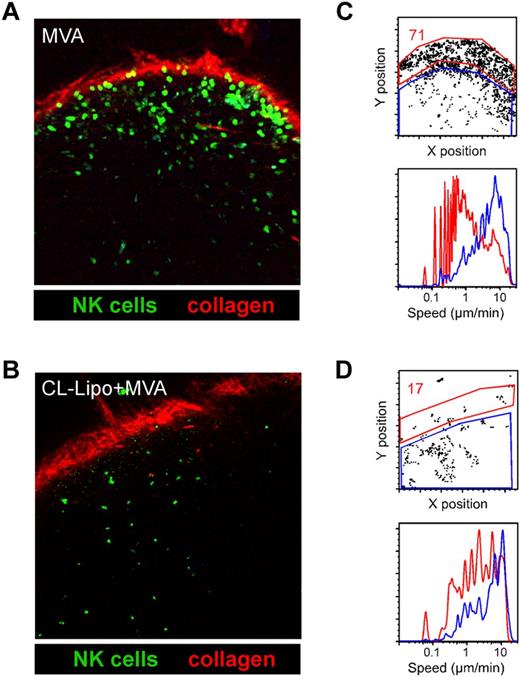 Figure 5. Subcapsular macrophages are required for NK cell recruitment in the SCS area and deceleration. NCR1GFP/+ mice were treated with clodronate (CL-Lipo) or PBS and injected with MVA in the footpad. After 24 hours, intact popliteal lymph nodes were subjected to two-photon imaging. (A-B) Representative images showing that NK cell accumulation in the SCS area of the lymph node in response to MVA is lost in CL-Lipo treated mice. (C-D) DISC analyses showing the location and speed of NK cells in control and Lipo-CL treated mice injected with MVA.