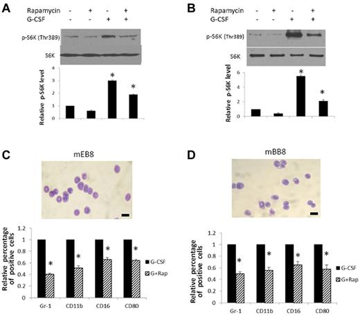 Figure 3. Rapmycin disrupts G-CSF–induced myeloid differentiation of mEB8-ER/mBB8-ER cells. (A-B) Top panel: Western blot of threonine-phosphorylated S6K (at residue 389: p-S6K) in mEB8-ER (A) or mBB8-ER (B) cells with or without rapamycin treatment. Cells were treated or not treated with G-CSF (2 ng, 30 minutes). Total S6K was a loading control. A typical experiment of 4 independent experiments. Bottom panel: Relative protein levels of p-S6K in mEB8-ER or mBB8-ER cells with various treatments. Quantification of blots from 4 separate experiments. Each bar represents the mean ± SEM. *P < .05. (C-D) Wright-Giemsa staining (top) and relative percentage of CD11b, Gr-1, CD16, and CD80-positive cells (bottom) in mEB8-ER (C) or mBB8-ER cells (D) measured with flow cytometry. Cells were induced to differentiate in the presence of G-CSF (2 ng/mL, 6 days) with (“G + Rap”) or without (“G-CSF”) rapamycin treatment (100nM). Four separate experiments were conducted, and quantification of 3 replicates of a typical experiment. Each bar represents the mean ± SEM (error bars). All values were normalized to the level (= 1) in cells without rapamycin treatment. *P < .05. Bar represents 10 μm.