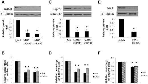 Figure 4. mTORC1, but not mTORC2, is necessary for myeloid differentiation of mEB8-ER cells. (A,C,E) Top panel: Western blot of mTOR (A), Raptor (C), or S6K1 (E) in mEB8-ER cells with or without shRNAs targeting mTOR, Raptor, or S6K1. α-tubulin was a loading control. A typical blot from 4 independent experiments. Bottom panel: Quantification of blots from 4 separate experiments. Each bar represents the mean ± SEM. *P < .05. LMP/pMKO: the empty retrovector. (B,D,F) Relative percentage of CD11b and Gr-1–positive cells with or without mTOR (B), Raptor (D), and S6K1 (F) depletion, measured with flow cytometry. Four separate experiments were conducted, and quantification of 3 replicates of a typical experiment. Each bar represents the mean ± SEM (error bars). All values were normalized to the level (= 1) in cells without depletion. *P < .05.