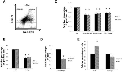 Figure 5. Effects of mTOR inhibition in primary progenitors and in vivo. (A) Surface expression of Sca-1 and c-Kit in mouse bone marrow progenitors (mBM) assessed by flow cytometry. c-Kit–positive and Sca-1–negative cells were sorted and used for myeloid differentiation. (B) Relative percentage of CD11b and Gr-1–positive cells in mouse bone marrow progenitors with or without rapamycin treatment (100nM), measured with flow cytometry. Cells were induced to differentiate in the presence of G-CSF (100 ng/mL, 10 days). Four separate experiments were conducted, and quantification of 3 replicates of a typical experiment are shown. Each bar represents the mean ± SEM (error bars). All values were normalized to the level (= 1) in cells without rapamycin treatment. *P < .05. (C) Relative percentage of CD11b and Gr-1–positive cells in mouse bone marrow progenitors with or without mTOR, Raptor, and S6K1 depletion, measured with flow cytometry. mTORshRNA1, Raptor shRNA1, and S6K1 shRNA were used to deplete mTOR, Raptor, and S6K1, respectively. NT (nontargeting) denotes cells infected with virus containing the empty retrovector (latent membrane protein or pMKO). Each bar represents the mean ± SEM (error bars) of 4 separate experiments. All values were normalized to the level (= 1) in cells without rapamycin treatment. *P < .05. (D) Relative percentage of lymphocytes in peripheral blood after 1-week rapamycin administration in vivo. “Control” and “Rap” indicate injection of vehicle and rapamycin, respectively. (E) Relative percentage of neutrophils and GMPs in the bone marrow after 1-week rapamycin administration in vivo. “Control” and “Rap” indicate injection of vehicle and rapamycin, respectively. (D-E) Three separate experiments were conducted, and in each experiment 10 mice were used. Each bar represents the mean ± SEM (error bars). All values were normalized to the level (= 100%) in cells without rapamycin treatment. *P < .05.
