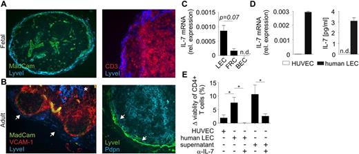 Figure 1. Assessment of IL-7 expression in human LN LECs. (A) Fetal LN sections were stained with fluorescently labeled antibodies against LyveI, MadCAM-1, and CD3. (B) Adult LN sections were stained with antibodies against LyveI, VCAM-1, MadCAM-1, and Pdpn. LyveI+Pdpn+ LECs (blue in left panel and green in right panel) are indicated in the subcapsular sinus (arrows) and LN medulla (*). (C) CD31+Pdpn+ LECs, CD31−Pdpn+ FRCs, and CD31+Pdpn− BECs from human fetal mesenteric LNs were sorted by flow cytometry. IL-7 expression levels were determined by quantitative RT-PCR. Values indicate mean ± SEM from triplicates, representative results from 1 of 2 independent sorting experiments. (D) Human LN LECs were cultivated and analyzed for IL-7 mRNA expression by quantitative RT-PCR. Cell culture supernatants were collected after 48 hours and analyzed for IL-7 protein by ELISA (right graph). Measurements were carried out in triplicates (mean ± SEM). (E) MACS-isolated human naive CD4+ T cells (2 × 105) were cocultured with human LECs, HUVECs, or supernatant from human LEC cultures in the presence and absence of neutralizing anti–IL-7 antibody. After 48 hours, T-cell survival was analyzed by flow cytometry and is displayed as difference (Δ) to medium control. Values indicate mean ± SEM from triplicates, representative results from 1 of 2 independent experiments; *P < .05.