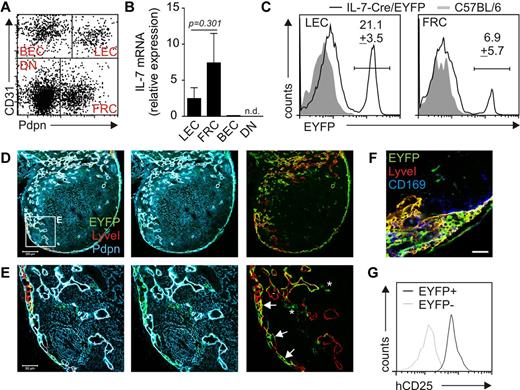 Figure 2. IL-7–Cre transgene expression in adult murine LNs. (A) Inguinal LN cell suspensions were depleted of CD45+ cells, and CD45− stromal cells were analyzed by flow cytometry for CD31 and Pdpn expression. Stromal cell subpopulations are designated in the respective quadrant. DN indicates double-negative cells. (B) FACS-sorted LN stromal cells were analyzed for IL-7 expression by quantitative RT-PCR (n = 4 from 2 independent sorts). (C) Histograms displaying EYFP expression within LEC and FRC subpopulations, IL-7–CrexR26-EYFP (solid line), and C57BL/6 (gray shading) LNs. Values indicate mean percentage ± SEM of EYFP+ cells (n = 6 in independent preparations). (D) Confocal laser scanning microscopic analysis of inguinal LNs from IL-7–CrexR26-EYFP mice. Scale bar represents 200 μm. (E) High magnification of boxed area in panel D; indicated are transgene-expressing LECs (arrows) and FRCs (asterisks). Scale bar represents 50 μm. (F) Anti-CD169 staining in the subcapsular sinus region of an IL-7–CrexR26-EYFP inguinal LN. Scale bar represents 20 μm. (G) Flow cytometric analysis of human CD25 expression on EYFP+ (black line) and EYFP− (gray line) LN stromal cells from triple transgenic IL-7–hCD25xIL-7CrexR26-EYFP mice.