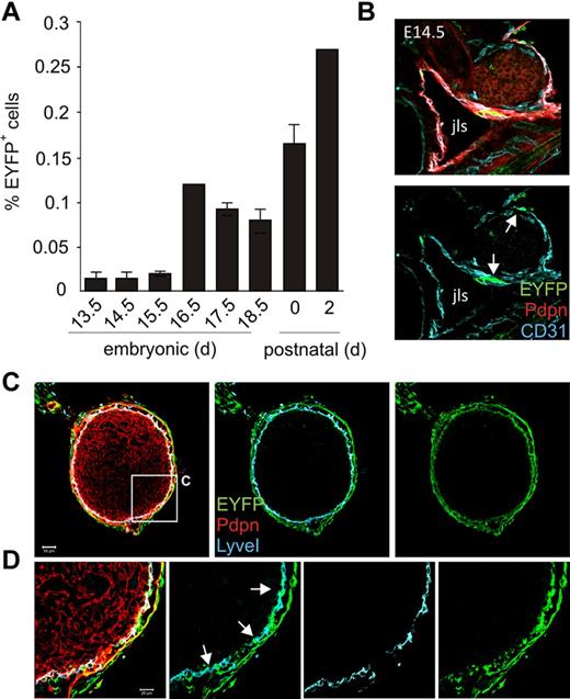 Figure 3. IL-7–Cre transgene activity during embryonic LN development. (A) IL-7–CrexR26-EYFP mouse embryos at different developmental stages were harvested, and dissected LN anlagen were analyzed for transgene-expressing (EYFP+) stromal cells. (B) E14.5 embryonic sections were stained with antibodies against EYFP, CD31, and Pdpn and analyzed by CLSM. EYFP+CD31+ cells (arrows) were found in the jugular lymph sac (jls) lining endothelium. (C) Neonatal inguinal LNs from IL-7–CrexR26-EYFP mice stained for EYFP (green), LyveI+ lymphatic endothelium (blue), and Pdpn+ parenchymal stroma (red). Scale bar represents 50 μm. (D) Higher magnification of boxed area in panel B. EYFP+LyveI+ LECs are indicated by arrows. Scale bar represents 20 μm.