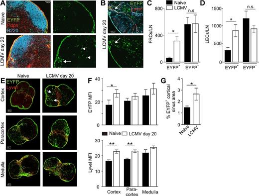 Figure 4. Expansion of IL-7–expressing stromal cells during virus-induced LN remodeling. IL-7–CrexR26-EYFP mice were infected with 200 pfu LCMV-WE, and transgene activity was determined on day 20 after infection. (A) In situ analysis of naive (upper panels) and infected (lower panel) IL-7–CrexR26-EYFP inguinal LNs (blue represents B220; red, Pdpn; and green, EYFP). Scale bar represents 200 μm. (B) Higher magnification of day 20 IL-7–CrexR26-EYFP inguinal LNs (red represents LYVEI; blue, Pdpn; and green, EYFP). Scale bar represents 100 μm. (C-D) Enumeration of EYFP+ and EYFP− FRCs (C) and LECs (D) in LNs from naive and LCMV-infected mice (mean ± SEM; n = 6 mice). (E) Flow cytometric FACS analysis of EYFP+ FRCs (C) and LECs (D) in LNs taken from naive and infected IL-7–CrexR26-EYFP mice. (E) Evaluation of transgene activity in LECs in LNs of naive (left column) and LCMV-infected mice (right column). Cortical, paracortical, and medullary sections were stained for lymphatic endothelium (LyveI, red) and transgene activity (EYFP, green). (F) Quantification of EYFP and LyveI mean fluorescence intensity (MFI) in the different LN regions (mean ± SEM; n = 6 mice). (G) Proportion of EYFP+ areas in cortical LN sections from naive and infected mice. *P < .05; **P < .01; and n.s. indicates not significant.