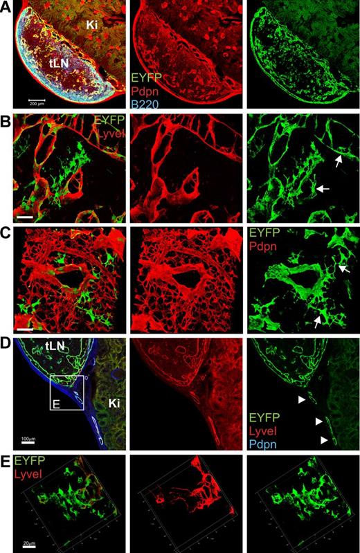 Figure 5. Transgenic IL-7–expression during LN reconstruction after avascular transplantation. LNs from IL-7–CrexR26-EYFP donor mice were transplanted under the kidney capsule of C57BL/6 mice and harvested 8 weeks after transplantation. (A) Mosaic scan of a regenerated LN (tLN) developing on the kidney (Ki; blue represents B220; red, Pdpn; and green, EYFP). Scale bar represents 200 μm. (B) Three-dimensional reconstruction of subcapsular sinus region (red represents LyveI; and green, EYFP). Scale bar represents 50 μm. Arrows indicate transgene-positive LECs. (C) Three-dimensional reconstruction of T-cell zone region (red represents Pdpn; and green, EYFP). Scale bar represents 50 μm. Arrows indicate transgene-positive FRCs. (D) Lymphatic vessel connecting tLN with surrounding tissue (blue represents Pdpn; red, LyveI; and green, EYFP). Scale bar represents 100 μm. (E) Three-dimensional rendering of boxed region in panel D showing lymph vessel connection to the SCS (red represents LyveI; and green, EYFP). Scale bar represents 20 μm.
