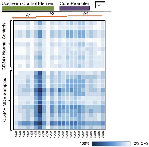 Figure 2. Methylation of the rDNA promoter in MDS CD34+ cells using pyrosequencing. Heat map representation of the extent of rDNA gene promoter methylation at individual CpGs across the upstream core element and the core promoter region. A 247-bp DNA segment was amplified and the extent of methylation at 23 of 29 CpG sites (−195 to +52 bp) was determined by pyrosequencing using primers A1 to A3. Each square represents a single CpG and each row represents a sample. The extent of methylation is represented over the range of 0% (white) to 100% (dark blue). The heat map was constructed using R software.