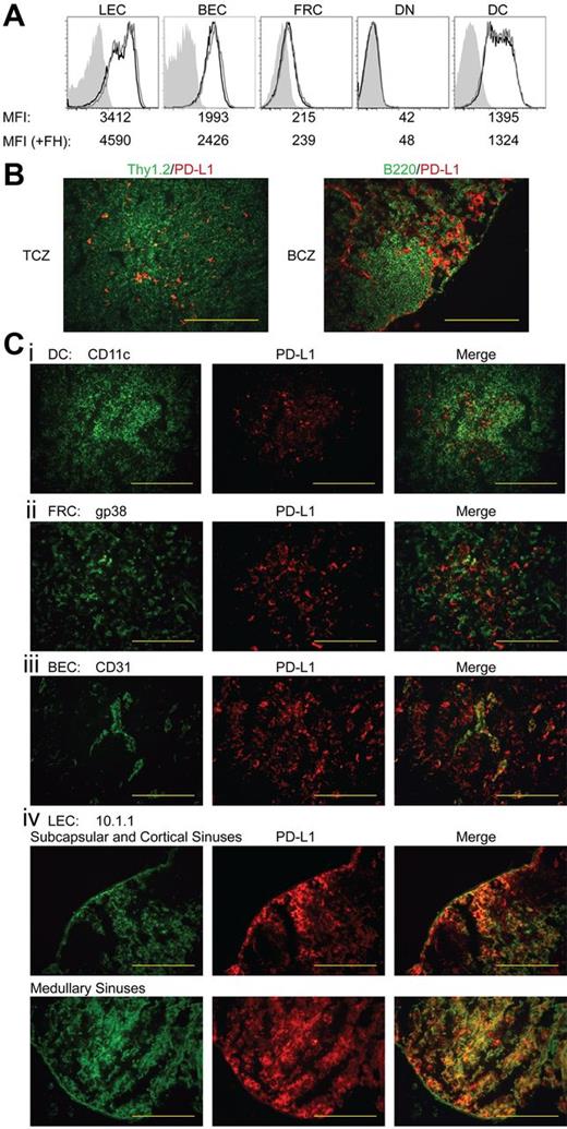 Figure 4. Among LN populations, PD-L1 is most highly expressed on LECs. (A) Representative data of PD-L1 expression among LN populations. LN suspensions were separated based on CD45 expression. CD45neggp38+CD31+ LECs, CD45neggp38negCD31+ BECs, CD45neggp38+CD31neg FRCs, CD45neggp38negCD31neg double-negative cells, and CD45+CD3negCD11c+ DCs were stained for their expression of PD-L1. Shading indicates FMO, solid black line indicates steady-state PD-L1 expression, and solid gray line represents PD-L1 expression 3 days post-FH cell adoptive transfer. Mean fluorescence intensity (MFI) of each independent sample is listed below the appropriate panel. Data are representative of 2 to 6 independent experiments, using LN pooled from multiple mice, with a single replicate for each sample. (B) LN sections were stained with PD-L1 along with Thy1.2 to distinguish T cells and the T-cell zone and B220 to distinguish B cells and the B-cell zone or (Ci) CD11c, (ii) gp38, (iii) CD31, and (iv) 10.1.1 to distinguish DCs, FRCs, BECs, and LECs, respectively. Red staining demonstrates where PD-L1 is expressed within the LNs while green is used to determine cell-specific markers. Staining is representative of multiple magnifications and fields from 2 independent experiments consisting of multiple LNs per mouse. (magnification of ×200; B-C). Bars = 200 μm.