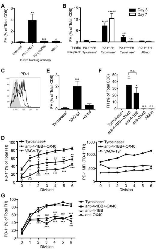Figure 5. PD-L1 engages PD-1, which is expressed more rapidly and at a higher level following presentation of tyrosinase by LECs because of deficient costimulation, leading to FH cell deletion. (A) FH cells were transferred into tyrosinase+ recipients treated with antibodies against PD-L1 that block interactions with PD-1 or CD80 and LNs harvested 7 days after transfer. Data represent 5 to 8 mice per condition from 5 to 6 independent experiments, respectively. **P = .0011, #P = .0262 (2-tailed, unpaired t test). (B) PD-1+/+, PD-1+/neg, or PD-1−/− FH cells were transferred into tyrosinase+ or albino recipients and LN harvested 3 or 7 days after transfer. Data represent 5 to 7 mice per condition from 3 independent experiments for day 3. Day 7 data represents 8 to 9 mice per condition from 3 to 5 independent experiments (*compared with tyrosinase+, #compared with albino). Day 3: *P = .0222, **P = .0057, #P = .0381, ##P = .0061. Day 7: ***P = .0006, ##P = .0028 (nonparametric Mann-Whitney test). (C) PD-1 expression was determined on naive (shaded) and CD69+ FH cells 24 hours after transfer into tyrosinase+ recipients (solid black line) or into albino recipients infected with VACV-tyr (dashed line). Data are representative of mice from 2 independent experiments. (D) Data represent the percentage of FH cells that have undergone the indicated number of divisions that express PD-1 and their level of PD-1 expression by MFI 3 days after transfer. Data are from 5 to 8 independent experiments using tyrosinase+ mice (•), tyrosinase+ mice treated with agonist anti-4-1BB and –OX40 (▴), and albino mice infected with VACV-Tyr (▾). *P < .05, **P < .01, ***P < .005 (2-way ANOVA, Bonferonni posttest). (E) FH cells were transferred into tyrosinase+ mice, albino mice infected with VACV-tyr, or antigen-free albino mice. LNs were harvested 7 days postadoptive transfer and the percentage of FH cells determined. Data represent 4 to 6 mice per condition from 5 independent experiments (*compared with tyrosinase+, #compared with albino); **P = .0056, #P = .0259 (2-tailed, unpaired t test). (F) Tyrosinase+ recipients were left untreated or treated with agonist anti-4-1BB and –OX40, anti-4-1BB only, or anti-OX40 only. Cumulative data represents 3 to 7 mice per condition from 3 independent experiments. *P = .0167 (nonparametric Mann-Whitney test). (G) Data represent the percentage of FH cells that have undergone the indicated number of divisions that express PD-1 3 days posttransfer. Data are from one experiment using 3 untreated tyrosinase+ mice (•), tyrosinase+ mice treated with agonist anti-4-1BB and –OX40 (■), agonist anti-4-1BB only (▴), or agonist anti-OX40 only (▾). #,*P < .05; ##,**P < .01; ###,***P < .005 (2-way ANOVA, Bonferonni posttest). Error bars (A,B,D-G), SEM.
