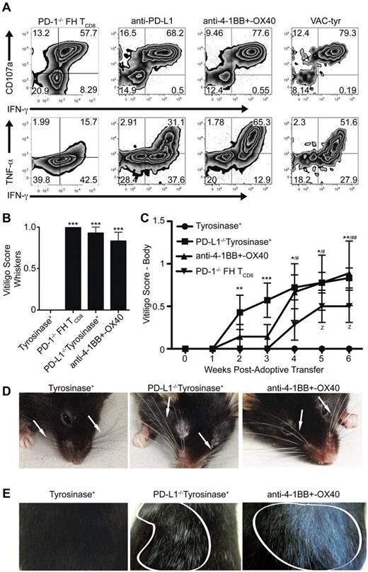 Figure 7. Bypassing LEC-mediated tolerance enables FH cells to acquire cytolytic and effector function leading to the development of autoimmune vitiligo. (A) FH or PD-1−/− FH cells were transferred into tyrosinase+ mice left untreated or treated with blocking anti-PD-L1, or agonist anti-4-1BB and –OX40. Albino mice were infected with VACV-tyr. LNs were harvested 7 days after transfer and restimulated ex vivo. Numbers indicate the total percentages of FH cells that are negative, single, or double positive for CD107a, IFN-γ, or TNF-α. Data are representative of 4 to 11 mice per condition from 2 to 5 independent experiments. (B-E) FH or PD-1−/− (▾) FH cells were transferred into untreated tyrosinase+ mice (•), PD-L1−/− mice (■), or tyrosinase+ mice treated with agonist anti-4-1BB and –OX40 (▴). Mice were monitored weekly for the development of autoimmune vitiligo evidenced by (B,D) whisker or (C,E) coat depigmentation. Arrows point to whiskers (C) and areas of coat depigmention are outlined in white (D). (B,D) Data for vitligo scoring of whiskers is representative of 3 to 7 mice per condition from 2 independent experiment while (C,E) data for vitiligo scoring of the body is representative of 7 to 9 mice per condition from 2 to 3 independent experiments. (B) ***P < .005 (one-way ANOVA, Tukey posttest). (C) * indicates PD-L1−/−tyrosinase+; #, anti-4-1BB and OX40 treated; z, PD-1−/− FH TCD8. z, #, *P < .05; ##, **P < .01, ***P < .005 (2-way ANOVA, Bonferonni posttest). Error bars (B-C), SEM.