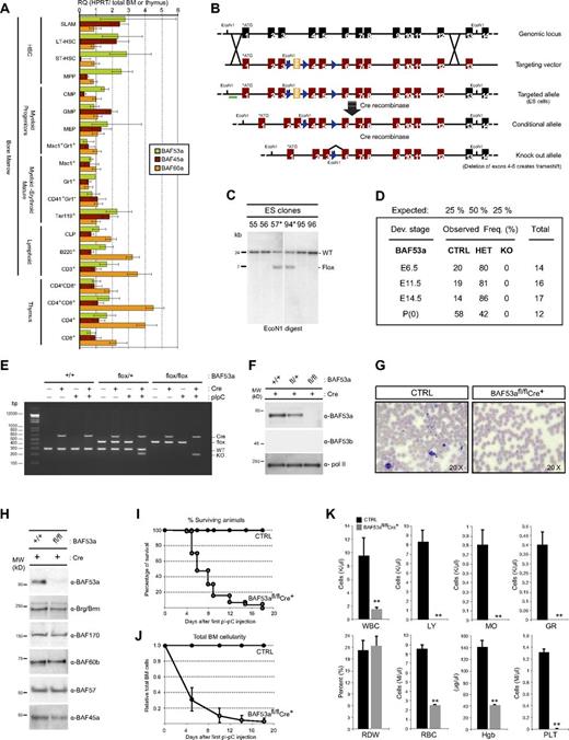 Figure 1. BAF53a deficiency results in the development of lethal aplastic anemia. (A) Expression profiles of the BAF53a, BAF45a, and BAF60a genes in purified populations of mouse BM cells. Total RNA was isolated from the different populations, reverse-transcribed, and analyzed by quantitative PCR. SLAM-HSCs are CD150+ CD48− Sca1+ c-kit+ Lin−. Immunophenotypes of all cell populations analyzed are shown in supplemental Table 1. Values (RQ) are relative expression of each gene in each population over total BM cells after HPRT normalization. Error bars are based on an RQ minimum/maximum of 95% CI. (B) Generation of the BAF53a targeting vector. The genomic organization of the BAF53a locus is shown. Exon 1 contains the translational start site (ATG). LoxP sites were inserted into introns 3 and 5 of the mouse BAF53a gene. The location of the genomic probe used for Southern blot analysis is shown (green box). (C) Southern blot analysis of BAF53a-targeted ES clones using a 5′ external genomic probe (AK389). Genomic DNA was digested with EcoN1 enzyme. (D) Mendelian distribution of embryos with germline deletion of BAF53a at different embryonic stages. (E) PCR analysis of BAF53a allele in genomic DNA isolated from the BM of BAF53a+/+ (control), BAF53afl/+, and BAF53afl/fl conditional mice in the presence or absence of the Mx1-Cre transgene 17 days after pIpC treatment. The wild-type (WT), floxed (flox), knockout (deleted), and Cre alleles are identified. (F) Western blot analysis of BAF53a and BAF53b expression levels in nuclear extracts isolated from Cre-transduced BAF53a+/+ (CTRL), BAF53afl/+, and BAF53afl/fl E14.5 fetal liver cells (day 4 of infection). Note that BAF53b is undetectable in these extracts. Antibodies against RNA polymerase II were used as loading control. (G) Wright staining of blood smear preparations of BAF53afl/flCre+ mice on day 14 after pIpC-induced deletion. Representative images are shown. (H) Western blot analysis of BAF subunit expression in total cell extracts isolated from pIpC-treated BAF53afl/flCre+ and control Ter119− BM cells (day 4 after pIpC). Note that expression of other BAF subunits remained unaffected by the loss of BAF53a. (I) Kaplan-Meier survival curve of BAF53afl/+Cre+ (HET) and BAF53afl/flCre+ (KO) mice after pIpC-induced deletion. (J) Kinetic of BM aplasia development after pIpC-induced BAF53a deletion. Data are mean ± SD; n > 6 per time point. (K) Absolute number of peripheral blood cells in BAF53afl/flCre+ mice on day 12 after pIpC-induced deletion. FACS analysis confirmed the near-complete absence of B220+ and CD3+ lymphocytes in the peripheral blood of BAF53a-deficient animals at similar time points (data not shown). Ctrl, n = 2; KO, n = 2. CTRL indicates control; WBC, white blood cell; LY, lymphocyte; MO, monocyte; GR, granulocyte; RDW, red cell distribution width; RBC, red blood cell; Hgb, hemoglobin; and PLT, platelet.