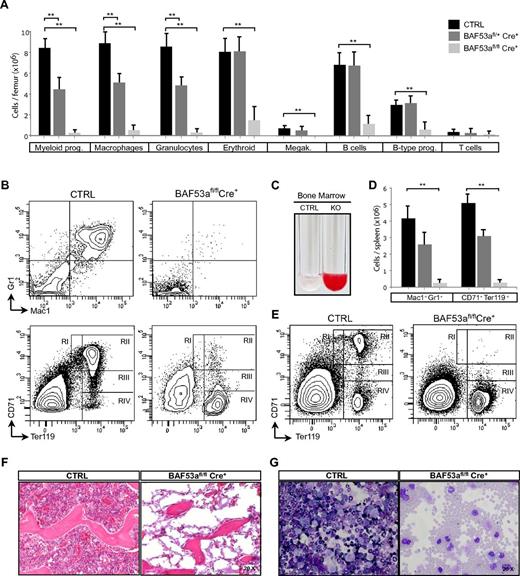 Figure 2. BAF53a is essential for adult hemopoiesis. (A) Absolute numbers of BM myeloid progenitors (Mac1+/Gr1+), macrophages (Mac1+), granulocytes (Gr1+), B cells (B220+), T cells (CD3+), erythroid cells (Ter119+), B-type progenitors (B220+IgM+), and megakaryocytes (CD41+Gr1−) in control, BAF53afl/+Cre+, and BAF53afl/flCre+ pIpC-treated animals (days 12-18). Data are mean ± SD; n > 5 per genotype. (B) Representative FACS profiles of BM myeloid (Mac1+Gr1+) and erythroid (CD71+Ter119+) progenitor populations in pIpC-treated BAF53afl/flCre+ mice (day 16). RI: proerythroblasts (Ter119lowCD71hi); RII: basophilic erythroblasts (Ter119hiCD71hi); RIII: late erythroblasts (Ter119hiCD71med); and RIV: late erythroblasts (Ter119hiCD71low). (C) Representative images of BM cell suspensions isolated from pIpC-treated BAF53afl/flCre+ and control mice (day 16). (D) Absolute number of spleen myeloid (Mac1+Gr1+) and erythroid (CD71+/Ter119+) progenitors in BAF53afl/+Cre+ and BAF53afl/flCre+ pIpC-treated mice (days 12-18). n > 5 per genotype. (E) Representative FACS profiles of spleen erythroid progenitors (CD71+Ter119+) in BAF53afl/flCre+ mice after pIpC-induced deletion (day 16). Populations are as in panel B. (F) Hematoxylin and eosin staining of transversal sections of the femoral trabecular zone of pIpC-treated BAF53afl/flCre+ (KO) mice showing BM failure (day 14). Original magnification ×20. (G) Cytospin preparations of BM cells isolated from pIpC-treated BAF53afl/flCre+ mice (day 14). Original magnification ×20. *P ≤ .1 (Student t test). **P ≤ .01 (Student t test).