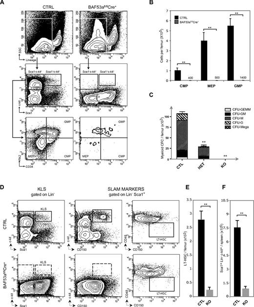 Figure 3. BAF53a deletion results in depletion of the HSC and progenitor pools. (A) Representative FACS profiles of BM HSC, CMP, GMP, and MEP populations in BAF53afl/flCre+ mice on day 14 after pIpC-induced deletion. (B) Absolute number of BM CMPs, MEPs, and GMPs per femur in animals treated as in panel A. Data are mean ± SD; n > 5 per genotype. (C) Absolute number of BM myeloid CFCs in pIpC-treated BAF53afl/flCre+ mice (day 14). n = 4 per genotype. CFU-GEMM indicates colony-forming unit-granulocyte, erythrocyte, monocyte and megakaryocyte; CFU-GM, colony-forming unit-granulocyte monocyte; CFU-G, colony-forming unit-granulocyte; and CFU-M, colony-forming unit-macrophage. (D) Representative FACS profiles of LT-HSCs isolated from the BM of pIpC-treated BAF53afl/flCre+ mice (day 14). Lineage, Sca1, CD150, and CD48 antibodies were used. The use of c-kit antibodies would erroneously demonstrate a total loss of LT-HSCs. Therefore, c-kit labeling was deliberately excluded from the analysis. (E) Absolute number of LT-HSCs per femur in pIpC-treated BAF53afl/flCre+ animals (day 14). n = 5 per genotype. (F) Absolute number of Sca1+Lin−c-kit+ (KLS) cells per spleen in pIpC-treated BAF53afl/flCre+ animals (day 4). n = 2 per genotype. **P ≤ .01 (Student t test).