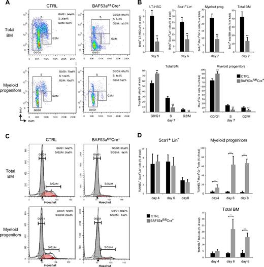 Figure 4. BAF53a is essential for BM HSC and progenitor cell proliferation and survival. (A) In vivo BrdU incorporation assays of total BM cells (top panel) and myeloid progenitors (Mac1+Gr1+; bottom panel) in pIpC-treated BAF53afl/flCre+ animals (15-hour pulse). Representative images are shown. (B) Proportion of BrdU+ LT-HSCs, HSC-enriched Sca1+Lin− cells, myeloid progenitors (Mac1+Gr1+), and total BM cells in pIpC-treated BAF53afl/flCre+ mice (days 5-7). (C) Cell-cycle distribution of total BM cells (top panel) and myeloid progenitors (Mac1+Gr1+; bottom panel) in pIpC-treated mice. Hoechst 333342 staining (DNA content) was performed on day 7 after pIpC treatment. Representative profiles are shown. (D) Quantitative analysis of apoptosis in the HSC-enriched Sca1+Lin− population (left panel), myeloid progenitors (Mac1+Gr1+; right panel), and total BM cells (bottom panel). TUNEL was performed on days 4-8 after pIpC treatment as indicated. Data are mean ± SD; n = 4 per genotype. **P ≤ .01 (Student t test).