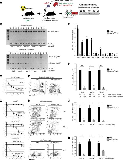 Figure 5. BM failure in BAF53a-deficient mice is hemopoietic-specific and cell-autonomous. (A) Experimental strategy to generate BAF53a+/+Cre+ (control) and BAF53afl/flCre+ hemopoietic chimeras in congenic mice. pIpC injections (n = 4) were performed 2 months after transplantation to allow complete reconstitution of the hemopoietic system (homeostasis). Analyses were performed on days 7, 10, 14, 17, and 21 after pIpC administration. (B) PCR analyses to determine the efficiency of BAF53a deletion in BAF53afl/flCre+ hemopoietic chimeras at different time points after pIpC-induced deletion. Twenty-one days after pIpC treatment, < 4% of donor (Ly5.2+) BM cells remained in BAF53afl/flCre+ chimeras (see also Figure 5G top panel). (C) Kinetics of loss of donor (Ly5.2+) myeloid cells (Mac1+) in the peripheral blood of BAF53afl/flCre+ chimeras after pIpC-induced deletion. Values represent fractions of the donor-derived (Ly5.2+) cell populations in BAF53afl/flCre+ chimeras relative to controls. n > 3 mice per genotype. (D) Representative FACS profiles of donor-derived (Ly5.2+) myeloid cells (Mac1+) in BAF53afl/flCre+ chimeras and controls (chimerism, 85%; donor Ly5.2+, 15%; recipient Ly5.1+, pIpC day 10). Note that similar results were obtained with mixed BAF53afl/flCre+ FL chimeras (steady state, 20%; donor Ly5.2+, 80%; recipient Ly5.1+ chimerism, data not shown). (E) Absolute numbers of donor-derived (Ly5.2+) BM cells in pIpC-treated BAF53afl/flCre+ chimeras on days 14-21 after pIpC treatment. Data are mean ± SD; n > 6 per genotype. (F) Absolute numbers of BM donor (Ly5.2+) and recipient (Ly5.1+) myeloid CFCs in pIpC-treated BAF53afl/flCre+ chimeras (days 14-21). Data are mean ± SD; n = 5 chimeras per genotype. (G) Kinetics of loss of donor-derived BM cells (top panel), B-lymphoid (Ly5.2+B220+; middle panel), and myeloid (Ly5.2+Mac1+) cells (bottom panel) in pIpC-treated mice. Data are mean ± SD; n > 3 mice per genotype. (H) Representative FACS profiles of donor-derived BM myeloid progenitors (Ly5.2+/Mac1+Gr1+) in pIpC-treated mice on days 7 and 10 after pIpC treatment as indicated. (I) Evaluation of apoptosis in donor-derived (Ly5.2+) myeloid progenitors in BAF53afl/flCre+ mice. TUNEL assays were performed on day 6 after pIpC treatment. Data are mean ± SD; n = 4 per genotype. Representative FACS profiles are shown. (J) Absolute numbers of donor-derived (Ly5.2+) BM LT-HSCs (Sca1+ Lin− CD150+ CD48−) in pIpC-treated mice. Data are mean ± SD; n = 5 per genotype. (K) Absolute numbers of cycling, Hoechst 333342+ Ly5.2+ donor-derived (Ly5.2+) BM LT-HSCs (Sca1+ Lin− CD150+ CD48−) in pIpC-treated BAF53afl/flCre+ chimeras. Data are mean ± SD; n = 5 per genotype.