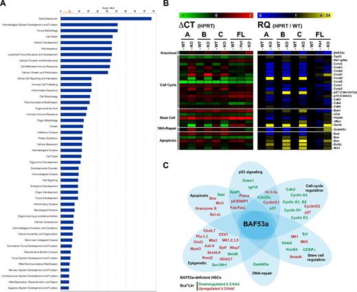Figure 6. Transcriptomics analysis by RNA-seq identified several potential mediators of BAF53a function in the hemopoietic stem/progenitor cell compartment. (A) Functional Gene Ontology-term analysis of BAF53a-regulated genes in Sca1+ Lin− BM cells as determined using the Ingenuity Pathway Analysis software (Content Version 12710793; release date: 2012-05-07). Transcripts exhibiting a > 2-fold difference in expression were used in this analysis. See supplemental Table 4 for list of most significantly misregulated genes. (B) Quantitative PCR analyses of potential mediators of BAF53a function in HSC-enriched Sca1+Lin− BM cells mice (3 independent pairs of WT and BAF53a-deficient mice; referred to as A, B, and C). For FL cell analysis, E14.5 BAF53a+/+, BAF53afl/+, and BAF53afl/fl FL cells were infected with retroviruses expressing Cre and GFP. Efficiency of deletion in GFP+ sorted cells was evaluated at 95% by PCR (data not shown). Values are mean ± SD of 3 independent replicates. ΔCT values for each gene were determined relative to HPRT in each population. RQ values represent the relative expression of each gene in BAF53a-deficient cells over control cells after HPRT normalization. Supplemental Table 7 contains a list of oligonucleotides and probes. Supplemental Table 8 contains numerical values. (C) Schematic representation of BAF53a regulated genes in HSC-enriched Sca1+Lin− BM cells as identified by RNA-seq. Genes down-regulated (≥ 2-fold) in the absence of BAF53a appear in green and up-regulated genes (≥ 2-fold) are in red.