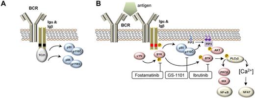 Figure 1. Upstream events in BCR signaling. (A) BCR signaling in the absence of antigen binding provides a tonic survival signal dependent on PI3K. In this model, the Ras GTPAse TC21 binds to nonphosphorylated tyrosine motifs (black boxes) in Igα and Igβ and activates PI3K-dependent survival signals. PI3Kα and PI3Kδ assume redundant functions in this pathway. (B) BCR signaling in response to antigen binding induces LYN- and SYK-dependent phosphorylation (phosphorylation denoted by “P” in orange circle) of tyrosine motifs (red boxes) on CD79A and CD79B. A number of protein kinases (red symbols) and the lipid kinase PI3Kδ (blue symbol) transmit survival, cell growth, and proliferation signals and regulate cell migration. The transcription factors NF-κB and NFAT are important regulators of BCR-induced gene expression changes. Small-molecule inhibitors of select kinases in the BCR pathway that have demonstrated significant clinical activity are indicated.