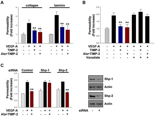 Figure 1. TIMP-2 inhibits VEGF-A–induced endothelial cell permeability through PTP Shp-1 activity. (A) Quiescent hMVECs were pretreated with TIMP-2 (100nM) or Ala + TIMP-2 for 20 minutes and followed by VEGF-A (100 ng/mL) stimulation for 30 minutes. The results (mean ± SD) are expressed as the fold increase of FITC-dextran permeability in untreated control cells. **P < .01, compared with VEGF-A treatment alone. (B) Cells were pretreated with orthovanadate (2μM) for 20 minutes and followed by TIMP-2 or Ala + TIMP-2 before VEGF-A stimulation for 30 minutes. **P < .01, compared with VEGF-A treatment alone. (C) Cells transfected with control, Shp-1, or Shp-2 siRNA were treated as in panel A. **P < .01, compared with VEGF-A treatment alone. Cell lysates were Western blotted with anti-Shp-1, anti-Shp-2, or antiactin antibodies. Results are representative of 3 independent experiments.