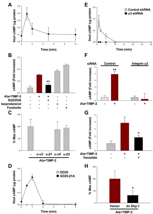 Figure 2. TIMP-2 induces cAMP production in hMVECs, independent of MMP inhibitory activity. (A) Quiescent hMVECs were treated with TIMP-2 (100nM) for the indicated time points. The cAMP levels were measured as described in “cAMP determination.” Values represent the mean ± SD of 3 independent experiments. (B) Cells were pretreated with SQ22536 (100μM) for 20 minutes, followed by Ala + TIMP-2 for 1 minute, or treated with isoproterenol (10μM) and forskolin (20μM) for 1 minute. The results (mean ± SD) are expressed as the fold increase of cAMP levels in untreated cells. **P < .01, compared with Ala + TIMP-2 treatment alone. (C) Cells were pretreated with function-blocking anti-integrin antibodies (10 μg/mL) for 20 minutes, followed by Ala + TIMP-2 (100nM) for 1 minute. (D) Both GD25 and GD25-β1A MEFs were treated with Ala + TIMP-2 for the indicated time points. (E) A549 cells transfected with control or integrin α3 shRNA were treated with Ala + TIMP-2 as in panel D. The results from 3 independent experiments (mean ± SD) are presented as the percentage of maximally induced cAMP levels by Ala + TIMP-2 in the absence of integrin blocking antibodies or femtomoles of cAMP per microgram of protein in the samples to allow comparison between experiments. (F) Quiescent hMVECs transfected with control or integrin α3 siRNA were treated with Ala + TIMP-2 as in panel E. The results (mean ± SD) are expressed as the fold increase of cAMP levels in untreated cells. **P < .01, compared with Ala + TIMP-2 treatment alone. (G) Cells were pretreated with orthovanadate (2μM) for 20 minutes, followed by Ala + TIMP-2 for 1 minute. *P < .05, compared with Ala + TIMP-2 treatment alone. (H) Vector control and dn Shp-1 mutant-transduced hMVECs were treated with Ala + TIMP-2 for 1 minute. The results (mean ± SD) are presented as the percentage of maximal TIMP-2–induced cAMP levels in control vector cells (observed 1 minute after treatment). *P < .05, compared with Ala + TIMP-2 treatment alone in vector control cells.