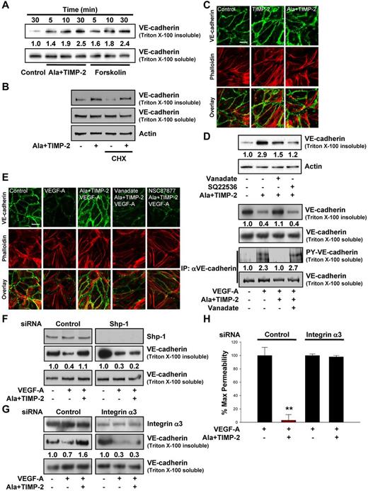 Figure 3. TIMP-2 regulation of VE-cadherin distribution and endothelial cell permeability is mediated by an integrin α3β1-Shp-1-cAMP–dependent pathway. (A) Quiescent hMVECs were treated with Ala + TIMP-2 (100nM) or forskolin (10μM) for the indicated time points. Translocation of VE-cadherin was assessed by Triton X-100 solubility. The Triton X-100 insoluble or soluble fraction was resolved by SDS-PAGE and Western blotted with anti–VE-cadherin antibodies. The integrated band intensities for the VE-cadherin (Triton-insoluble fraction) were normalized to untreated control cells at 30 minutes. Results are representative of 3 independent experiments. (B) Cells were treated with cycloheximide (CHX, 10μM) for 1 hour, followed by Ala + TIMP-2 for 30 minutes. Cell lysates were Western blotted with anti–VE-cadherin and antiactin antibodies. (C) Cells were treated with TIMP-2 or Ala + TIMP-2 for 30 minutes, and colocalization of VE-cadherin and actin was determined as described in “Immunofluorescence microscopy.” Scale bar represents 10 μm. (D) Cells were pretreated with orthovanadate (2μM) or SQ22536 (100μM) for 20 minutes and followed by Ala + TIMP-2 for 30 minutes. Results are representative of 3 independent experiments. (E) Cells were pretreated with orthovanadate or NSC87877 (2μM) for 20 minutes and followed by Ala + TIMP-2 (100nM) before VEGF-A (100 ng/mL) stimulation for 30 minutes, and assessed by confocal microscopy (left panel) and Western blot analysis (right panel). The Triton-insoluble fraction was Western blotted with anti–VE-cadherin antibodies. Anti-VE-cadherin immunoprecipitates (IP) were Western blotted with anti-phosphotyrosine or anti–VE-cadherin antibodies. Results are representative of 3 independent experiments. (F-G) Cells transfected with control, Shp-1, or integrin α3 siRNA were pretreated with Ala + TIMP-2 and followed by VEGF-A for 30 minutes. The Triton-insoluble or soluble fraction was Western blotted with anti-Shp-1, anti-integrin α3, or anti–VE-cadherin antibodies. Integrated density values were normalized to untreated controls. Results are representative of 3 independent experiments. (H) In vitro endothelial cell permeability was performed as described in “Permeability assay.” The results from 3 independent experiments (mean ± SD) are presented as the percentage of maximally induced permeability by VEGF-A in the absence of Ala + TIMP-2. **P < .01, compared with VEGF-A treatment alone.