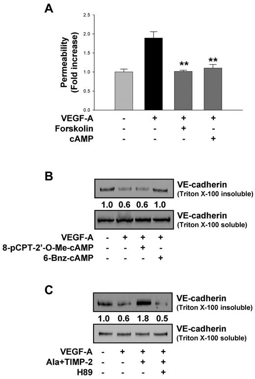 Figure 4. TIMP-2 modulates VEGF-A–induced VE-cadherin distribution through PKA activity. (A) Quiescent hMVECs were pretreated with forskolin (10μM) or nonhydrolyzable cAMP analog, dibutyryl cAMP (1mM) for 20 minutes and followed by VEGF-A (100 ng/mL) stimulation for 30 minutes. Values represent the mean ± SD of 3 independent experiments. **P < .01, compared with VEGF-A treatment alone. (B) Cells were pretreated with 6-Bnz-cAMP (100μM) or 8-pCPT-2′-O-Me-cAMP, and stimulated with VEGF-A for 30 minutes. The Triton-insoluble or soluble fraction was Western blotted with anti–VE-cadherin antibodies. (C) Cells were pretreated with H89 (20μM) for 20 minutes and followed by Ala + TIMP-2 (100nM) before VEGF-A stimulation for 30 minutes. Integrated density values were obtained and normalized to untreated cells. Results are representative of 3 independent experiments.