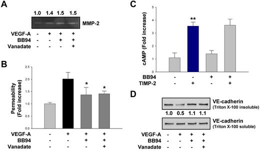 Figure 5. An MMP inhibitor regulates VEGF-A–induced VE-cadherin distribution and endothelial cell permeability but does not require PTP activity and cAMP production. (A) Quiescent hMVECs were pretreated with orthovanadate (2μM) for 20 minutes and followed by BB94 (100nM) before VEGF-A (100 ng/mL) stimulation for 30 minutes. Zymogram analysis results are representative of 3 independent experiments. (B) Cells were treated as in panel A, and vascular permeability was measured as described. Values represent the mean ± SD of 3 independent experiments. *P < .05, compared with VEGF-A treatment alone. (C) Cells were pretreated with BB94 for 20 minutes, followed by TIMP-2 (100nM) treatment for 1 minute. The results (mean ± SD) are expressed as the fold increase of cAMP levels in untreated cells. **P < .01, compared with untreated control. (D) Cells were treated as in panel A, and the Triton-insoluble or soluble fraction was Western blotted with anti–VE-cadherin antibodies. Integrated density values were obtained and normalized to untreated controls. Results are representative of 3 independent experiments.