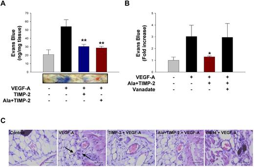 Figure 6. TIMP-2 and Ala + TIMP-2 inhibit VEGF-A–induced vascular permeability in vivo through PTP activity. (A) Quantification of in vivo permeability was performed using the modified Miles assay. Mice were injected intradermally with 50 μL of VEGF-A (1 μg/mL) with TIMP-2 (500nM) or Ala + TIMP-2. The results (mean ± SE) from 3 independent experiments are presented as nanograms of weight of extravasated Evans blue dye per milligram of weight of dermal tissue sample. **P < .01, compared with VEGF-A treatment alone. Representative Miles assay results are shown below the graph. (B) Mice were injected with VEGF-A with Ala + TIMP-2 or orthovanadate (5μM). The results (mean ± SE) from 4 independent experiments are presented as the fold increase of in vivo permeability in untreated controls. The amount of extravasated Evans blue dye in untreated controls was 18 ± 5.6 ng/mg tissue. *P < .05, compared with VEGF-A treatment alone. (C) Mice (5 mice in each group) were treated as in panel A, and tissue sections were analyzed by hematoxylin and eosin staining (original magnification ×400). Scale bars represent 50 μm. The black arrows indicate the extravasation of blood cells.