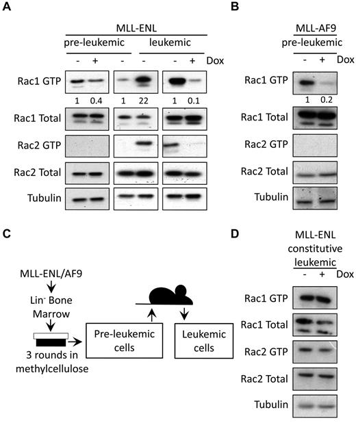 Figure 1. MLL fusions regulate the activity of Rac GTPases. (A-B) Western blot analysis of active Rac pull-down assays. Rac1 GTP and Rac2 GTP levels, and total Rac protein expression are shown in (A) preleukemic and leukemic conditional MLL-ENL cells (data are representative of 3 independent experiments) and (B) preleukemic conditional MLL-AF9 cells (data are representative of 2 independent experiments). Numbers represent densitometric quantitation of Rac1 GTP levels normalized to total Rac1 protein bands. α-tubulin served as a loading control. (C) Model for generation of preleukemic and leukemic MLL fusion cells. (D) Rac1 GTP and Rac2 GTP levels, and total Rac protein expression, in leukemic constitutive MLL-ENL cells, treated with and without doxycycline for 72 hours. α-tubulin served as a loading control. Data were obtained from individual preleukemic and leukemic cell lines in each case and are representative of 2 independent experiments.