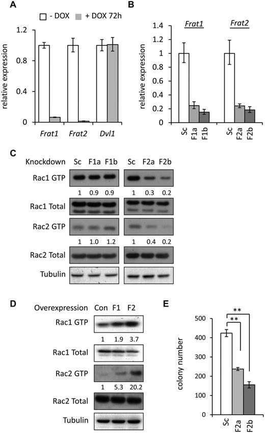 Figure 2. FRAT proteins mediate MLL fusion-induced Rac activity. (A) Expression of Frat1, Frat2, and Dvl1 mRNA in preleukemic MLL-ENL cells treated with and without doxycycline for 72 hours, as determined by quantitative PCR. Bars represent means of quadruplicate values; and error bars, the SD. Data are representative of 3 independent experiments. (B) Quantitative PCR analysis of Frat1 and Frat2 mRNA expression in leukemic MLL-ENL cells transduced with Scrambled (Sc), Frat1 (F1a and F1b), and Frat2 (F2a and F2b) shRNA retroviral vectors. Bars represent means of quadruplicate values; and error bars, the SD. Data are representative of 3 independent experiments. (C-D) Western blot analysis of Rac1 GTP and Rac2 GTP levels, and total Rac protein expression (C) in leukemic MLL-ENL cells transduced with Scrambled (Sc), Frat1 (F1a and F1b), and Frat2 (F2a and F2b) shRNA retroviral vectors, and (D) in preleukemic MLL-ENL cells transduced with control (Con), Frat1 (F1), and Frat2 (F2) cDNA expressing retroviral vectors. Numbers represent densitometric quantitation of Rac GTP levels normalized to total Rac protein bands. α-tubulin served as a loading control. Data are representative of 2 independent experiments. (E) Number of colonies formed in methylcellulose by leukemic MLL-ENL cells transduced with Scrambled (Sc) and Frat2 (F2a and F2b) shRNA retroviral vectors. Bars represent means of duplicate values; and error bars, the SD. **P < .01 versus control. Data are representative of 3 independent experiments. (B-C,E) At 48 hours after shRNA transduction, cells were selected with puromycin for 72 hours and then harvested for analysis or plated into methylcellulose. (D) At 48 hours after transduction, hCD2T+ transduced cells were positively selected by MACS and then harvested for protein lysates 5 days later.