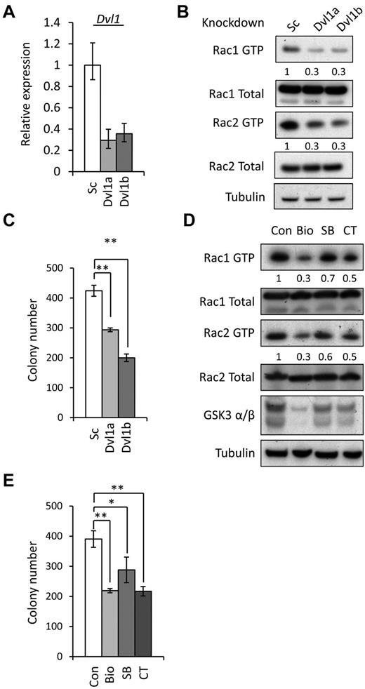 Figure 3. DVL and GSK3 are required for Rac activation. (A) Quantitative PCR analysis of Dvl1 mRNA expression in leukemic MLL-ENL cells transduced with Scrambled (Sc) and Dvl1 (Dvl1a and Dvl1b) shRNA retroviral vectors. Bars represent means of quadruplicate values; and error bars, the SD. (B) Western blot analysis of Rac1 and Rac2 GTP and total Rac in leukemic MLL-ENL cells, transduced with Scrambled (Sc) and Dvl1 (Dvl1a and Dvl1b) shRNA retroviral vectors. At 48 hours after shRNA transduction, cells were selected with puromycin for 72 hours and then harvested for protein lysates. Data are representative of 3 independent experiments. (C) Number of colonies formed in methylcellulose by leukemic MLL-ENL cells transduced with Scrambled (Sc) and Dvl1 (Dvl1a and Dvl1b) shRNA retroviral vectors. Bars represent means of duplicate values; and error bars, the SD. **P < .01 versus control. (D) Western blot analysis of Rac1 and Rac2 GTP and total Rac in leukemic MLL-ENL cells, 24 hours after treatment with 2.5μM BIO acetoxime, 5μM CT99021, and 5μM SB216763. Data are representative of 6 (BIO acetoxime) and 3 (CT99021 and SB216763) independent experiments. (B,D) Numbers represent densitometric quantitation of Rac GTP levels normalized to total Rac protein bands. α-tubulin served as a loading control. (E) Number of colonies formed in methylcellulose by leukemic MLL-ENL cells treated with 2.5μM BIO acetoxime, 5μM CT99021, and 5μM SB216763. Bars represent means of duplicate values; and error bars, the SD. *P < .05, versus control. **P < .01 versus control.