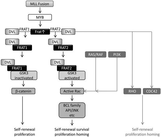 Figure 7. Model for MLL fusion-mediated noncanonical Wnt signaling leading to Rac activation. MLL fusions induce Frat1 and Frat2 gene expression. The FRAT1 protein promotes canonical Wnt signaling by binding and inactivating GSK3 and disrupting the β-catenin destruction complex. FRAT2 promotes activation of Rac GTPases, in a pathway requiring DVL expression and GSK3 activity. Activation of RHO and CDC42 by DVL and Rac by the RAS/RAF and PI3K pathways is also indicated. FRAT proteins thereby coordinate the differential requirement of GSK3 in canonical and noncanonical signaling pathways that are essential for the oncogenicity of MLL fusion proteins in AML.