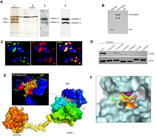 Figure 4. Berbamine specifically binds to the ATP-binding pocket of CaMKII γ and inhibits its kinase activity. (A) BBM physically interacts with CaMKII γ proteins. Two proteins of ∼ 62 kDa and 54 kDa were captured specifically by BBM as shown by silver staining (lane 1). These 2 bands were identified as CaMKIIγ isoform 1 (62 kDa) and isoform 3 (54 kDa), respectively, by mass spectrometry (MS) and confirmed by Western blot with total and phospho-CaMKIIγ antibodies (lanes 3-4). (B) BBM directly binds to CaMKII γ protein. Purified GST-CaMKIIγ protein was incubated with biotinylated BBM and the complex was isolated with streptavidin agarose. Western blot with anti-GST antibody revealed that BBM specifically pulled down CaMKIIγ proteins (lane 1), but not GST protein (lane 2). GST protein was used as negative control. (C) Confocal images of BBM colocalization with CaMKII γ in 293T cells. Green: EGFP-tagged CaMKIIγ protein. Red: biotin-labled BBM visualized by Rhodamine-labeled streptavidin. Yellow: BBM was predominantly colocalized with CaMKIIγ protein in 293T cells. (D) Berbamine selectively binds to ATP binding pocket of CaMKIIγ. (E) BBM molecule is located within the ATP binding pocket of CaMKIIγ protein. The model of the CaMKIIγ in complex with calmodulin was built using Modeller based on the x-ray crystal of CaMKIIδ/calmodulin complex. (F) Best docking poses of ATP (blue), XBA24 (red), and berbamine (green) at the ATP-binding pocket of CaMKIIγ. The ligand is clamped by 4 surface residues in CaMKIIγ docking groove: K43 (purple), V74 (black), F90 (yellow), and D157 (brown).