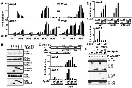 Figure 1. Molecular mechanisms for Spi-B–mediated type I IFN promoter activation. (A) 293T cells were transiently transfected with an Ifna4 or Ifnb1 promoter-driven luciferase reporter plasmid alone or together with a combination of expression vectors for Spi-B (5.25, 10.5, 21, 42, or 84 ng/well) and IRF family members (8.4 ng/well). After 18 hours, cell lysates were prepared and subjected to the luciferase assay. (B) Interaction of Spi-B with IRF family members in 293T cells. IP indicates immunoprecipitation; IB, immunoblot; and WCL, whole cell lysate. (C) 293T cells were transiently transfected with an Ifna4 or Ifnb1 promoter-driven luciferase reporter plasmid alone or together with a combination of expression vectors for Spi-B mutants (21 or 84 ng/well) and IRF-7 (8.4 ng/well). The luciferase assay was carried out as indicated in panel A. Filled boxes denote HA tag. FL indicates full-length Spi-B; ΔTA, transactivation domain deletion mutant of Spi-B; ΔEts, Ets domain deletion mutant of Spi-B; and PEST, proline, glutamic acid, serine and threonine rich domain. (D) Interaction of Spi-B mutants with IRF-7 in 293T cells. (E) The following mutant promoters were used for the luciferase assay. Ifna4-am4Ets, the Ifna4 promoter carrying the mutation in all 4 Ets-binding sites; Ifna4-am4Ets9596, the Ifna4 promoter carrying the mutation in all 4 Ets-binding sites and an IRF-binding site; and Ifnb1-bm4Ets, the Ifnb1 promoter carrying the mutation in all 4 Ets-binding sites. Data are representative of 2 independent experiments (means ± SD in panels A, C, and E).