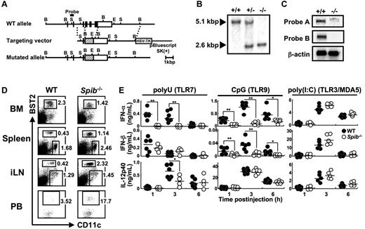 Figure 2. Generation and cytokine responses of Spi-B–deficient mice. (A) Schematic representation of the gene targeting. Filled and open boxes represent coding and 3′-untranslated regions of Spib gene, respectively. Hatched boxes represent the coding region for neomycin resistance gene. B indicates BamH I; S, Sph I; and E, EcoR I. (B) Southern blot analysis of offspring from the heterozygote intercrosses. Genomic DNA was digested with BamH I, electrophoresed, and hybridized with the probe indicated in panel A. (C) For Northern blot analysis, Spi-B cDNA fragments corresponding to the 5′ region (nondeleted region, probe A) or to the deleted region (probe B) were used as probes. The same membrane was also hybridized with a β-actin cDNA fragment as a control. (D) FACS profiles of BM, spleen, iLN, and PB cells from WT or Spi-B–deficient mice. Dot plots of CD11c versus BST2 in BM, spleen, and iLN cells are shown. Numbers indicate percentages of gated cells among total live cells. For PB cells, dot plots of CD11c versus BST2 in CD19−CD11c+B220+ cells are shown. Numbers indicate the percentages of gated cells among CD19−CD11c+B220+ cells. Data are representative of at least 3 independent experiments. (E) Mice were injected intravenously with polyuridylic acid (polyU, a TLR7 agonist) or ODN1668 (a TLR9 agonist) or injected intraperitoneally with poly(I:C) (a TLR3/MDA5 agonist) and serum cytokine levels were measured at the indicated time points. Each symbol represents the data from 1 mouse and the bars indicate the mean. *P < .05; **P < .01