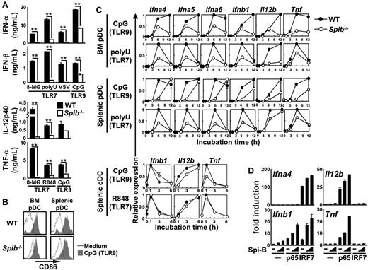 Figure 3. Roles of Spi-B in in vitro pDCs responses to TLR7/9 stimuli. (A) MACS-purified BM pDCs were stimulated with 8-mercaptoguanosine (8-MG, a TLR7 agonist), polyuridylic acid (polyU, a TLR7 agonist), VSV (a TLR7 agonist), CpG DNA (a TLR9 agonist), or R848 (a TLR7 agonist). 8-MG was used at 1mM. PolyU was added at 3μg/mL as a complex with lipofectamine 2000. As CpG DNA, D19 was used at 3μM for measurement of IFN-α and IFN-β and ODN1668 was used at 1μM for measurement of IL-12p40 and TNF-α. R848 was used at 100nM. VSV was used at a multiplicity of infection of 0.5. After 20-24 hours, cytokine production was measured by ELISA. Data are representative of 3 independent experiments (means ± SD). **P < .01. (B) CD86 expression in TLR9-stimulated pDCs. MACS-purified splenic or BM pDCs were stimulated with (shaded histograms) or without (open histograms) 1μM ODN1668 for 12 hours. Surface expression of CD86 in CD19−CD11c+BST2+ cells was analyzed with a FACSCalibur. Data are representative of 2 independent experiments. (C) Gene induction in TLR7/9-stimulated pDCs and cDCs. FACS-sorted BM or splenic pDCs were stimulated with 3μM D19 or 3 μg/mL of polyU. FACS-sorted splenic cDCs were stimulated with 1μM ODN1668 or 100nM R848. Cells were harvested at the indicated time points and subjected to quantitative real-time PCR. Data are representative of 2 independent experiments (means ± SD). (D) 293T cells were transiently transfected with an Ifna4, Ifnb1, Il12b, or Tnf promoter-driven luciferase reporter plasmid alone or together with a combination of expression vectors for Spi-B (2.1 or 8.4 ng/well), NF-κB p65 (8.4 ng/well), and IRF-7 (8.4 ng/well). After 18 hours, cell lysates were prepared and subjected to the luciferase assay. Data are representative of 2 independent experiments (means ± SD).