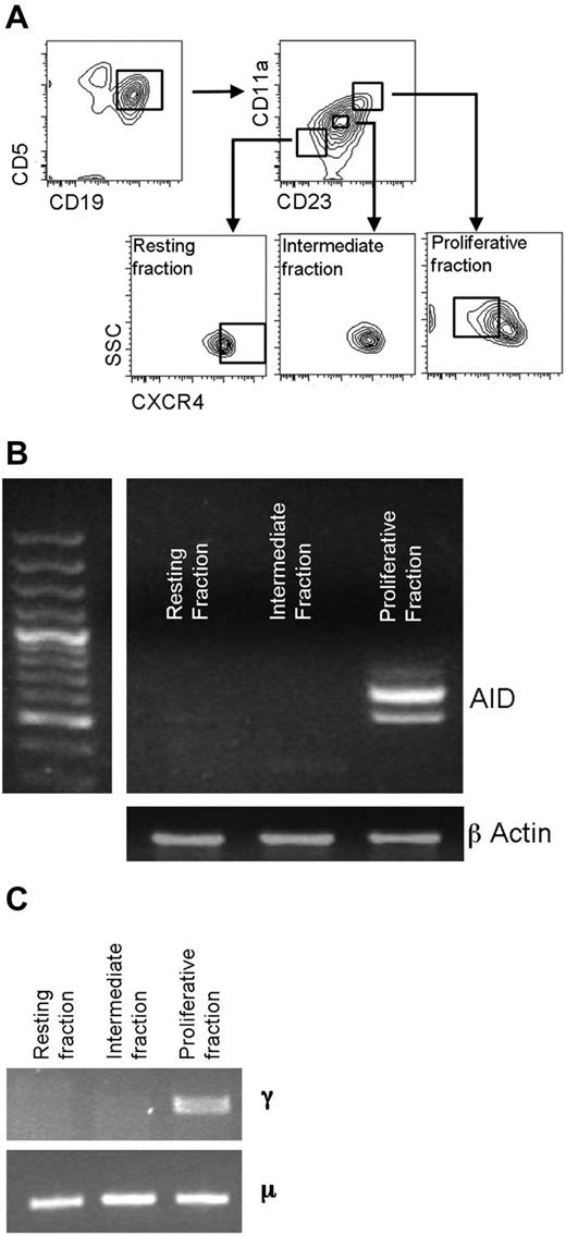 Figure 1. AID mRNA expression relates to recent cell division. (A) CD5+CD19+ cells were sorted into recently divided (CD5+CD19+CD23BrCD11a+CXCRDim), intermediate (CD5+CD19+CD23ModCD11a+/−CXCR4Mod), and resting (CD5+CD19+ CD23DimCD11a−CXCR4Br) fractions before analysis of mRNA transcripts for AID. (B) Representative agarose gel of mRNA for AID and β-actin in sorted fractions. Both full-length and a spliced AID transcripts can be seen. (C) In this example, CLL patient-specific μ transcripts were found in all 3 cell fractions by RT-PCR, but switched γ transcripts were only detected in the proliferative fraction. DNA sequencing confirmed that the γ and μ transcripts were of patient origin.