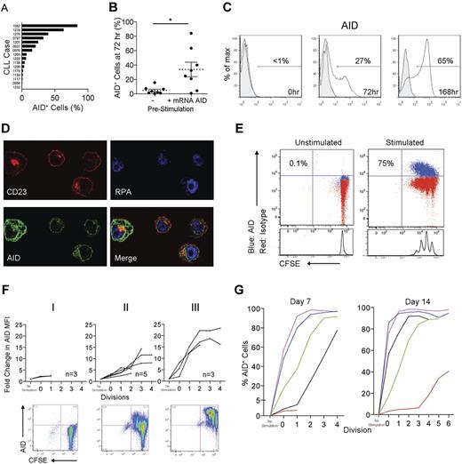 Figure 3. In vitro–activated CLL PBMCs express AID protein. (A) Percentage of AID+ cells within the total CD5+CD19+ population derived from 16 cocultures of CLL PBMCs and CD32-transfected fibroblasts stimulated with CD40 + IL-4 for 72 hours. (B) Comparison of the presence or absence of AID mRNA prestimulation with the percentage CD5+CD19+ cells expressing AID protein 72 hours poststimulation. Means ± SEM of 16 samples are shown. *P = .01 by unpaired t test. (C) Detection of AID protein (white fill) compared with rat IgG2b isotype control mAb (gray fill) by FACS on CD5+CD19+ cells stimulated in the CD40 + IL-4 system at 0, 72, and 168 hours. (D) Confocal photomicrograph of CD23+ cells (red) from the CD40 + IL-4 system visualized at 168 hours demonstrating AID protein (green) localized only in the cytoplasm (replicating protein A-blue (RPA) is used as a nuclear stain). Original magnification was 600×. (E) Representative FACS plots of AID staining on CD5+CD19+ cells derived from unstimulated and CD40 + IL-4–stimulated, CFSE-labeled CLL PBMCs after 7 days. Percentages of AID+ cells in the total CD5+CD19+ population are shown. (F) Three patterns of AID up-regulation were observed after CD5+CD19+ cells were cultured for 7 days in the CD40 + IL-4 system: (I) no up-regulation (M-CLL922, M-CLL1227, and M-CLL1232), (II) up-regulation with each division cycle (M-CLL1082, M-CLL1201, U-CLL1238, M-CLL1252, and M-CLL1299), and (III) up-regulation after ≤ 2 cycles (M-CLL797, U-CLL976, and U-CLL1278). (G) Graphs comparing the percentage AID+CD5+CD19+ cells from 5 cultures at 7 and 14 days. Colors denote individual patient samples: purple: U-CLL1278, blue: M-CLL1082, green: M-CLL1299, black: M-CLL1252, and red: M-CLL922).