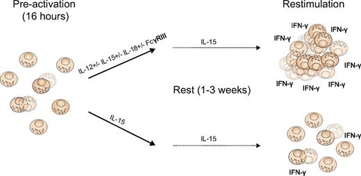 Cytokine-induced memory-like responses by NK cells. During the pre-activation phase, NK cells are stimulated by distinct combinations of cytokines or via the FcyRIII (anti-CD16 cross-linking) in combination with cytokines. NK cells are washed and maintained in low doses of IL-15 for up to 3 weeks. Thereafter, pre-activated cells, but not those stimulated with low dose IL-15 only, display enhanced proliferative capacity and more pronounced IFN-γ responses after restimulation with IL-12 plus IL-15, IL-12 plus IL18, or cellular targets (K562 cells).