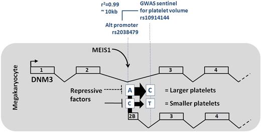 A prior GWAS study showed that the SNP variant rs10914144 located within the second intron of the DNM3 gene locus is associated with variation in human platelet volume. The study by Nürnberg et al shows that a second SNP variant (rs2038479), which is in high linkage disequilibrium with rs10914144, marks a megakaryocyte-specific alternate promoter. This promoter binds the Mk transcription factors MEIS1/RUNX1 and produces a shortened DNM3 transcript. The minor alleles (“C” for rs2038479 and “T” for rs10914144) are associated with decreased expression of the alternate transcript and smaller platelet size. Repressive factors are postulated to bind to the rs2038479 minor allele to a greater extent than the major allele. See Figure 6 in the article by Nürnberg et al that begins on page 4859.
