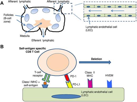 Peripheral deletion mediated by PD-L1 expression on lymphatic endothelial cells (LECs) in lymph nodes. (A) Location of LECs within the lymph node. (B) Interaction of PD-1 on CD8 T cells and PD-L1 on LECs mediates deletion. LECs express Class II MHC and HVEM, but those molecules do not appear to play a role in the peripheral deletion of tyrosinase-specific CD8 T cells. Modified from Turley et al.6