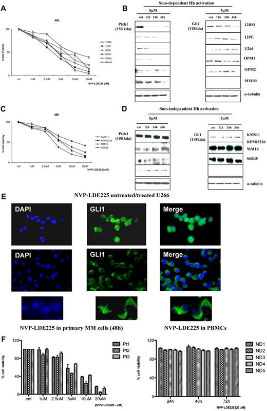 Figure 3. Activity of Smo inhibitor NVP-LDE225 on MM cell lines. (A,C) MM cells were cultured for 48 hours in the presence of control medium or NVP-LDE225, and viability was measured by MTT assay. (B) Ptch1 and Gli1 immunoblot of protein lysate from MM cell lines treated with NVP-LDE225 (5μM) for 12, 24, and 36 hours and fractionated by electrophoresis and stained with anti-Ptch1 and anti-Gli1 Abs showing down-regulation of Ptch1 and Gli1, suggesting Smo-dependent mechanisms of Hh activity in these MM cell lines. (D) Ptch1 and Gli1 immunoblot of protein lysate from MM cell lines treated with NVP-LDE225 (5μM) for 12, 24, and 36 hours and fractionated by electrophoresis and stained with anti-Ptch1 and anti-Gli1 Abs showing no down-regulation of Hh genes after treatment, suggesting alternative Smo-independent mechanisms leading to Hh activation in MM. (E) U266 were cultured in the presence of control medium or NVP-LDE225 (5μM) for 24 hours. Immunocytochemical analysis was assessed using anti-Gli1 Ab, and 4,6-diamidino-2-phenylindole was used to stain nuclei. The cells were analyzed using an epifluorescence microscope. Top and middle panels: original magnification ×40. Bottom panel: original magnification ×100. NVP-LDE225 modulates Gli1 activity by inhibiting its nuclear localization. (F) Primary MM cells were cultured for 48 hours in the presence of control medium or NVP-LDE225 in a range of doses from 1 to 20μM (left panel). PBMCs from 5 healthy donors were treated with 20μM NVP-LDE225 up to 72 hours (right panel). Cell viability was evaluated by MTT assay.
