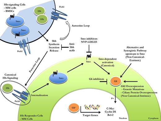 Figure 7. Schematic representation of canonical and noncanonical Hh signaling activation in MM. The signaling is triggered by binding of ligand, produced by Hh signaling cells, such as MM cells or BMSCs, to Ptch1 on target cells (canonical or ligand-dependent/ receptor-induced signaling). This leads to inhibition of Ptch1 via cellular internalization and Smo localization on the cell surface. Smo activation leads to nuclear translocation of Gli transcription factors followed by expression of Gli target genes, such as c-myc, cyclin-D1, and Bcl-2. The biologic effect is cell proliferation, with deregulation contributing to tumorigenesis. Abnormal Hh pathway activation occurs also by the mechanisms of activation downstream to Smo (noncanonical or ligand-independent Hh signaling). Genetic alterations or ciliary protein overexpression leading to functional redundancy of Gli transcription factors, crosstalk between Hh signaling, and unrelated pathway are all causes of noncanonical Hh signaling activation. Canonical and noncanonical Hh pathways probably work in parallel, and a multitargeted approach directed against Hh signaling may be a more effective therapeutic strategy.