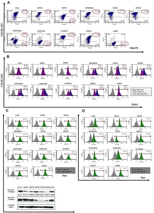 Figure 2. Expression of Hh components in MM cell lines. (A) MM cell lines were double-stained with anti-CD138–APC and anti-Shh–PE Abs, and the percentage of positive cells was analyzed by a FACSCanto II flow cytometer. Shh is expressed in CD138+ as well CD138− population. (B-D) MM cells were stained with 2 different anti-Ptch1 primary Abs (B) or anti-Smo primary Abs (C-D) followed by specific FITC-conjugated secondary Abs and analyzed with flow cytometry. For both Ptch1 and Smo, similar staining patterns were observed. In both experiments, background staining has been excluded using cells stained with secondary Ab FITC-conjugated as negative control. (C) Lower panel: Smo immunoblot of protein lysate from MM cell lines fractionated by electrophoresis and stained with anti-Smo Ab showing basal level of Smo expression in MM cell lines. (E) MM1S cells were cultured in control medium (top panel) or in the presence of forskolin (FSK; 10μM; bottom panel) for 24 hours. FSK inhibits the nuclear translocation of Gli1. Immunocytochemical analysis was assessed using anti-Gli1Ab, and 4,6-diamidino-2-phenylindole was used to stain nuclei. The cells were analyzed using an epifluorescence microscope (Nikon Eclipse E800, Nikon) and a Photometrics Coolsnap CF color camera (Nikon). (E) Original magnification ×100. Gli1 expression and its nuclear localization suggestive of Hh pathway activity were observed in MM cells. The inhibition by FSK suggests a Smo-independent activation of Gli1.