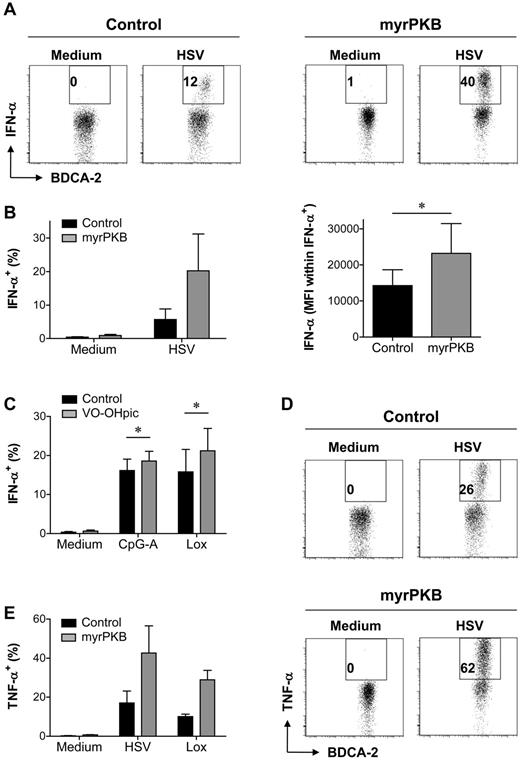 Figure 5. Ectopic PKB activation augments IFN-α and TNF-α production. (A-B) CD34+ HPCs, retrovirally transduced with myrPKB or a control vector, were differentiated toward pDCs in 2 weeks. Cells were either left unstimulated, or HSV was added during the last 5 hours of culture. Expression of eGFP, CD123, BDCA-2, and IFN-α was analyzed by flow cytometry. The percentage of eGFP+CD123+BDCA-2+ pDCs producing IFN-α and the IFN-α staining intensity (MFI) on HSV-stimulated eGFP+CD123+BDCA-2+IFN-α+ pDCs was determined. Representative FACS plots showing eGFP+ pDC (A), and mean ± SEM percentage of IFN-α–producing pDCs and IFN-α staining intensity within the IFN-α+ pDCs (B) are shown (n = 3). (C) Peripheral blood pDCs were cultured in the presence or absence of VO-OHpic. After overnight preincubation, pDCs were cultured for 5 hours in medium, CpG-A, or Lox. Mean ± SEM percentage of IFN-α–producing pDCs of at least 4 independent experiments with different donors is shown. (D-E) CD34+ HPCs were cultured as for panels A and B. Cells were left without stimulus, or HSV or Lox was added during the last 5 hours of culture. The percentage of eGFP+CD123+BDCA-2+ pDCs producing TNF-α was determined. Representative FACS plots showing eGFP+ pDC (D) and mean ± SEM percentage of TNF-α–producing pDCs (E) are shown (n = 3). *P < .05, paired Student t test.