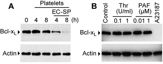 Figure 2. EC-SP degrades Bcl-xL protein in platelets. (A) Western blot analysis of Bcl-xL protein expression in platelets incubated with EC-SP (4 or 8 hours). (B) Western blot analysis of platelets stimulated with vehicle (control), thrombin (Thr), PAF, or A23187 (1μM) for 8 hours. The Western blots in panels A and B are representative of 2-4 independent experiments for each experimental group.